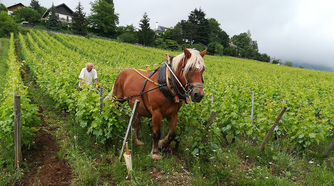 Via col Vino 13: la trazione animale. Pierre